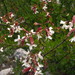 Machaonia coulteri - Photo (c) Opuntia Cadereytensis, algunos derechos reservados (CC BY-NC), subido por Opuntia Cadereytensis