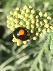 Harmonia axyridis