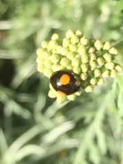 Harmonia axyridis