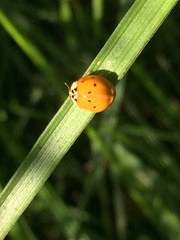 Harmonia axyridis