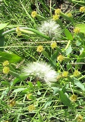 Angiospermae