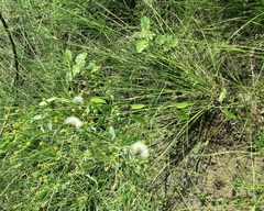 Angiospermae