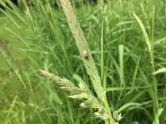 Neottiglossa pusilla