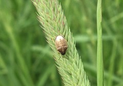 Neottiglossa pusilla
