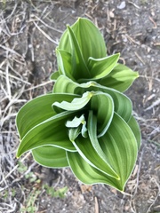 Veratrum californicum