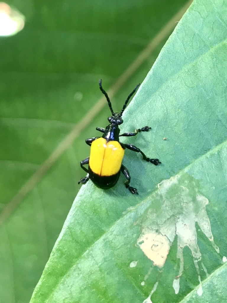 Lilioceris sandakana