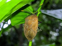 Coridius