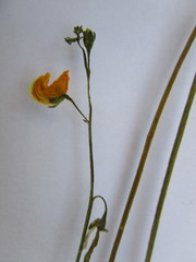Lebeckia pauciflora