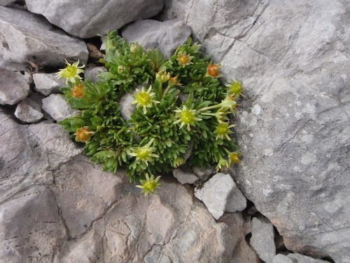 Image of Saxifraga aphylla by (c) Christian Berg, some rights reserved (CC BY)