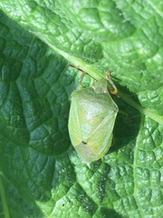 Nezara viridula