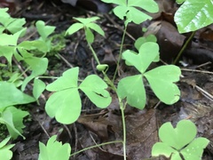 Oxalis suksdorfii