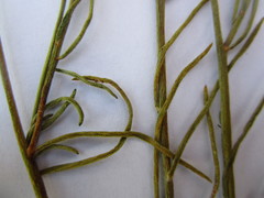 Lebeckia pauciflora