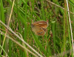 Coenonympha oedippus