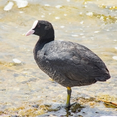 Fulica atra