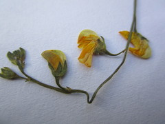 Lebeckia pauciflora