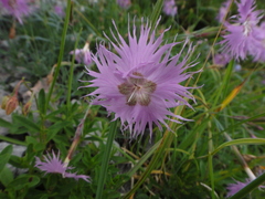 Dianthus sternbergii