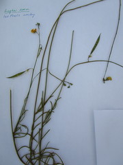 Lebeckia pauciflora