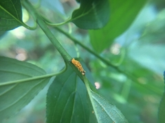 Puccinia coronata