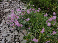 Dianthus sternbergii