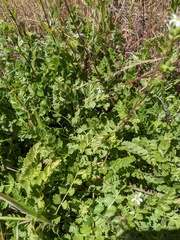Horkelia clevelandii