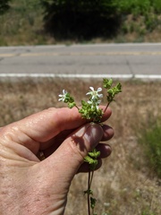 Horkelia clevelandii