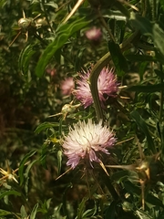 Cirsium arvense