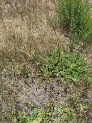 Horkelia clevelandii