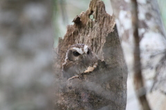 Margarobyas lawrencii