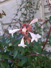 Abelia × grandiflora