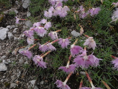 Dianthus sternbergii