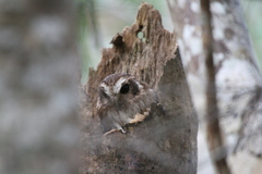 Margarobyas lawrencii