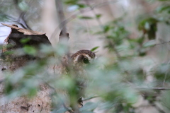 Margarobyas lawrencii