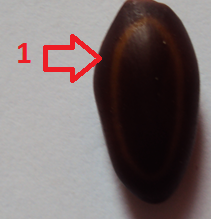 Enterolobium cyclocarpum