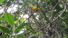 White-Fronted Whitestart photo 2