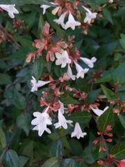 Abelia × grandiflora