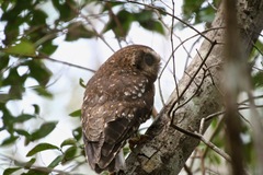 Margarobyas lawrencii