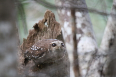 Margarobyas lawrencii