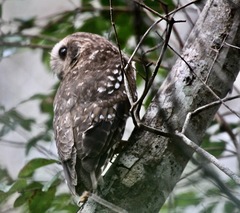 Margarobyas lawrencii