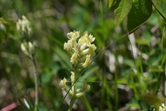 Oxytropis campestris