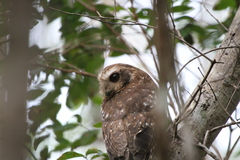 Margarobyas lawrencii