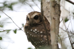 Margarobyas lawrencii