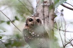 Margarobyas lawrencii