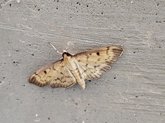 Herpetogramma fluctuosalis