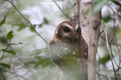 Margarobyas lawrencii