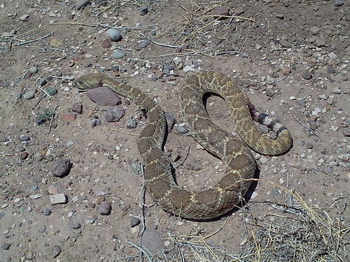 Crotalus atrox