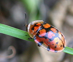 Conchyloctenia praecox