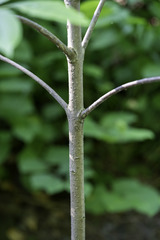 Puccinia coronata