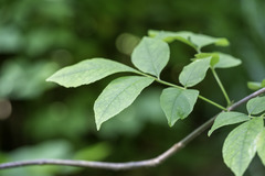 Puccinia coronata