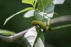 Puccinia coronata
