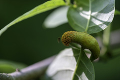 Puccinia coronata
